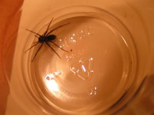 spider in a cup
